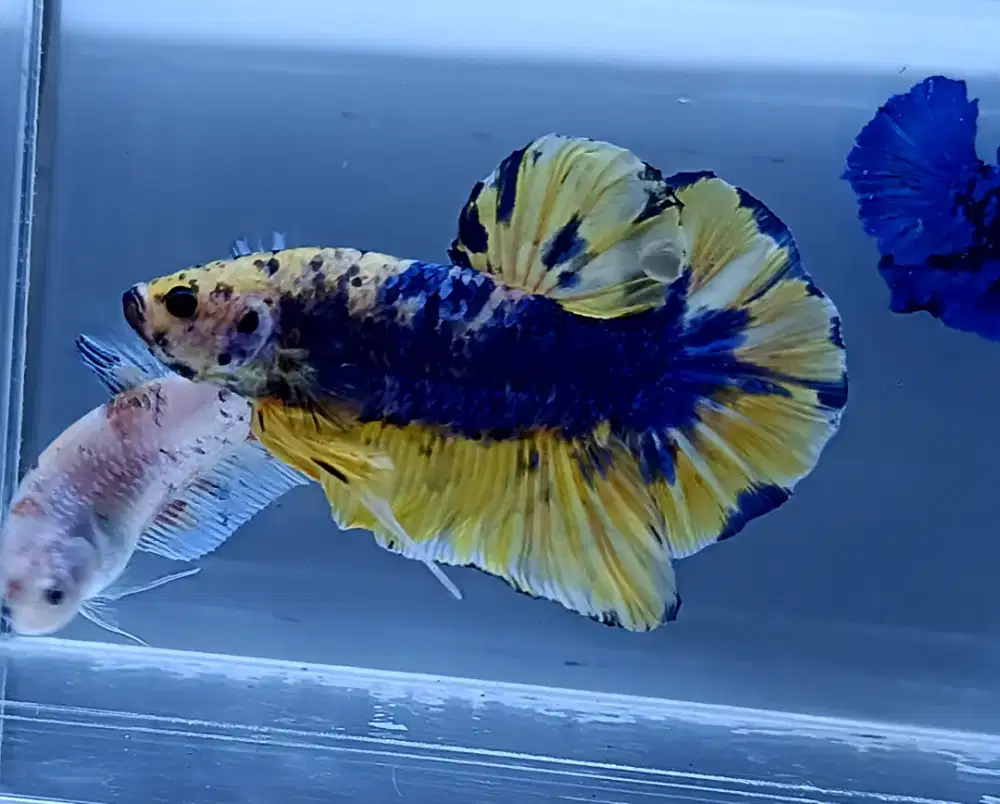 ikan cupang yellow fancy