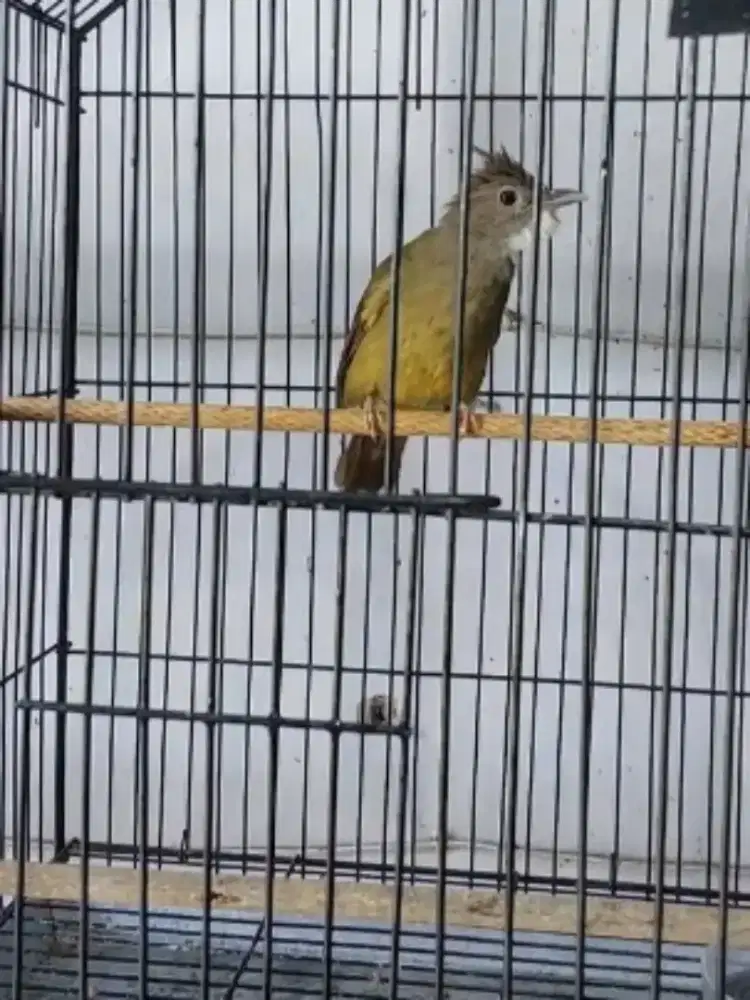 Cucak Jenggot Sumatera/mdn