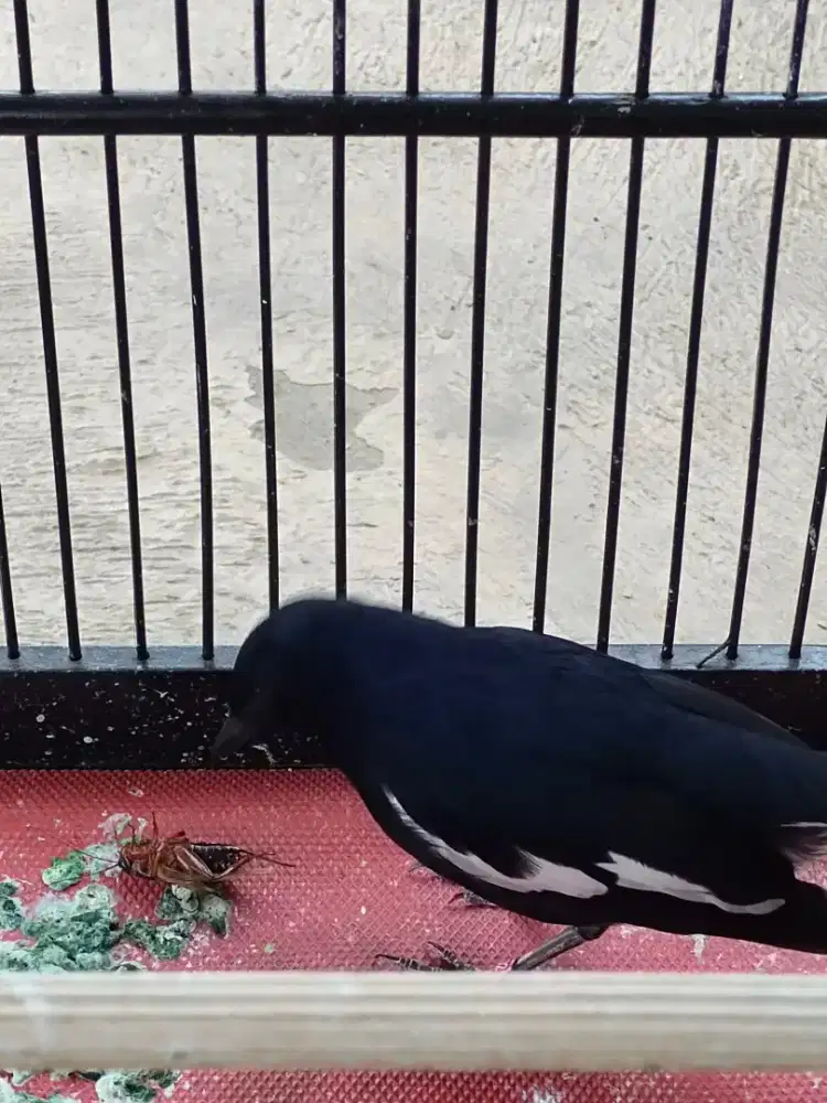 Burung Kacer Tretes Big Body