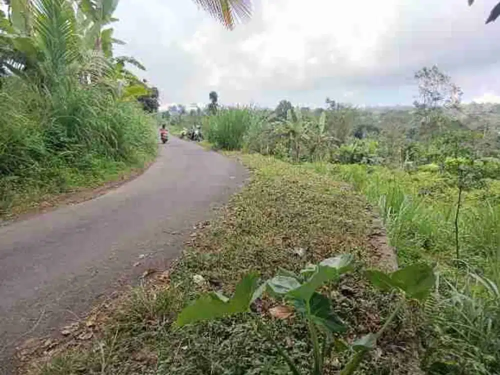 Tanah di Kintamani Bali Bisa untuk Peternakan Babi