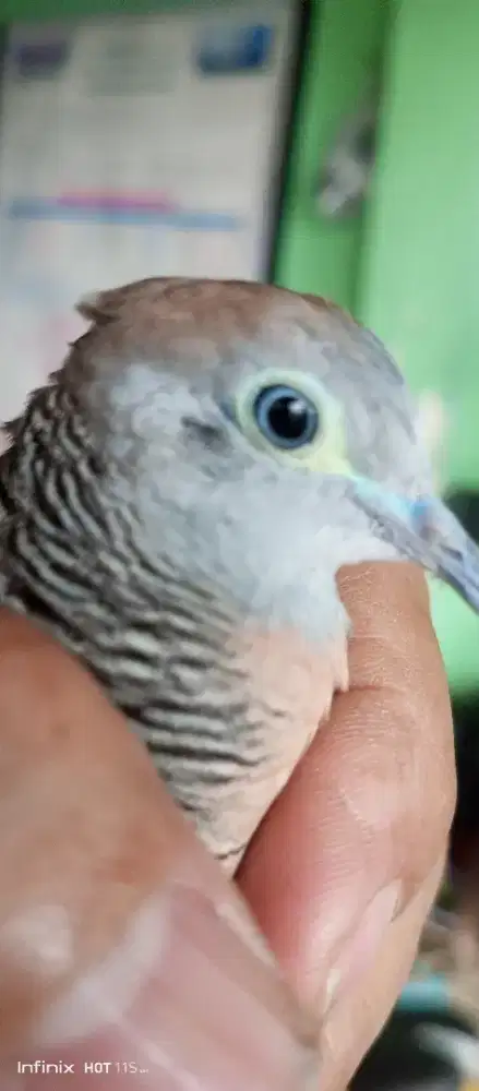 Perkutut Rondosemoyo