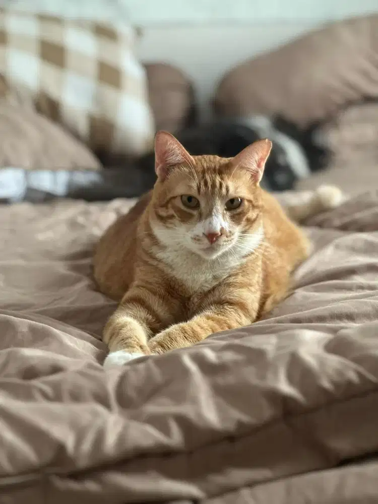 Dicari ART LAKI - LAKI PENYAYANG KUCING