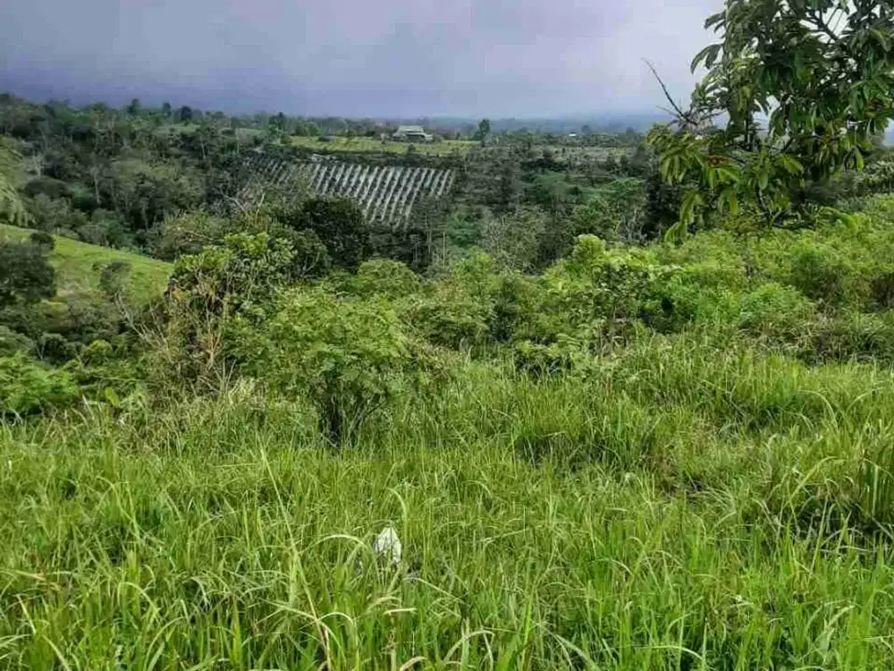 Tanah Kebun 1200 MDPL dengan View Lembah di Kintamani Bali