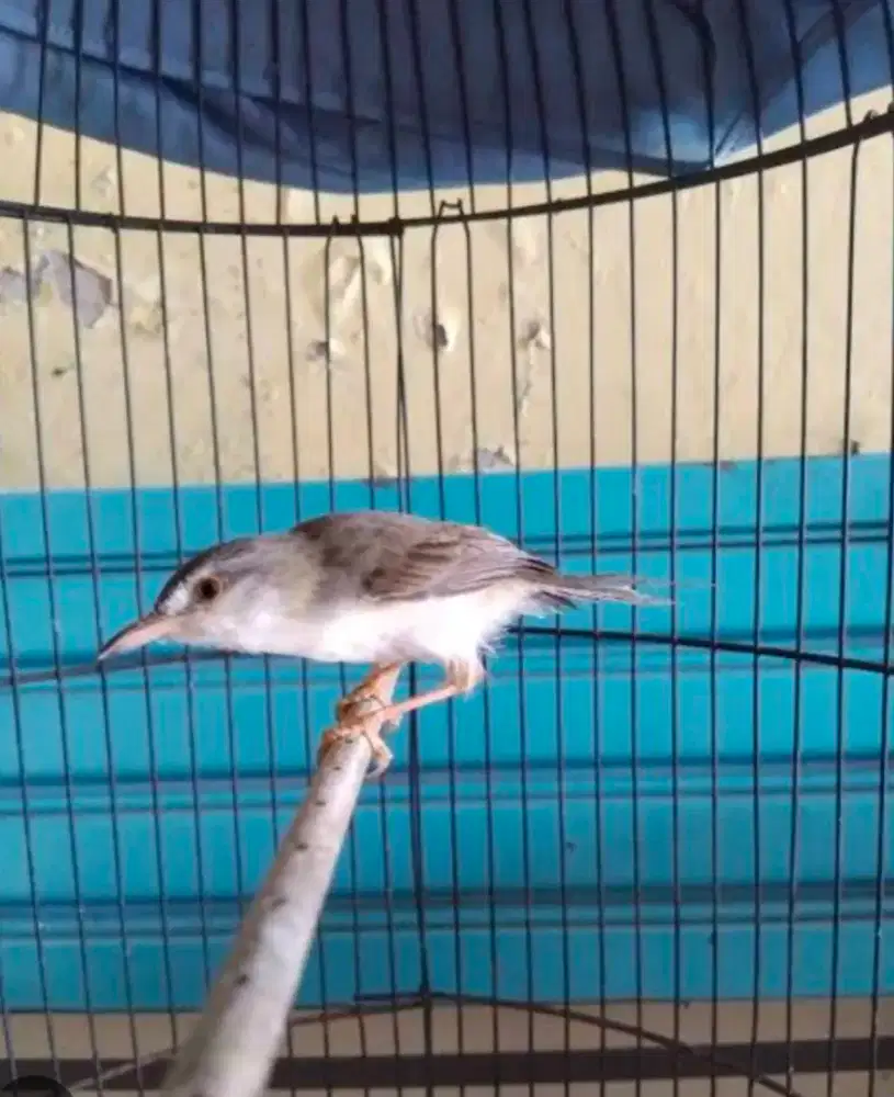 Burung prenjak klik gacoran