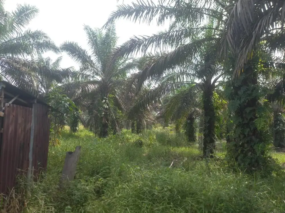 Dijual kebun sawit 6 Ha