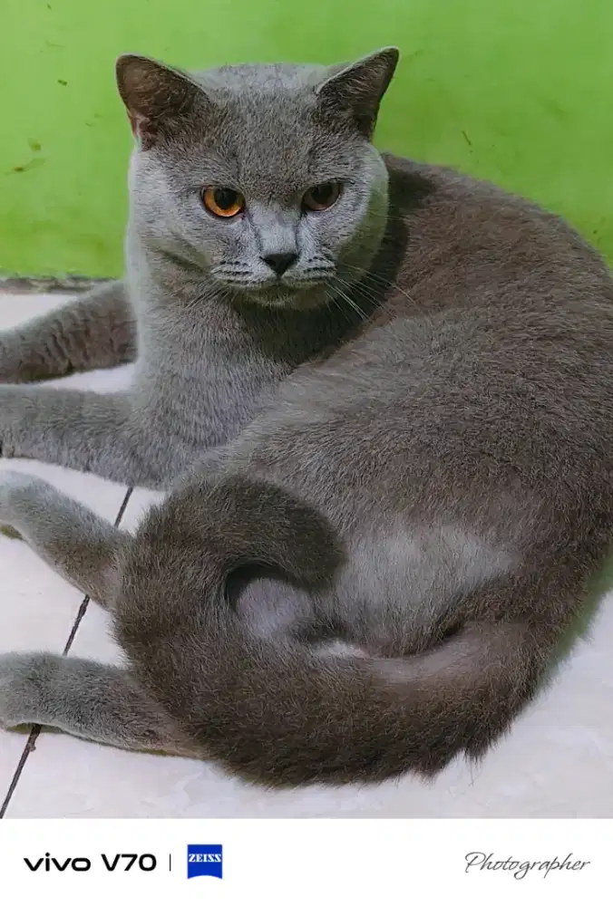 Kucing British Shorthair