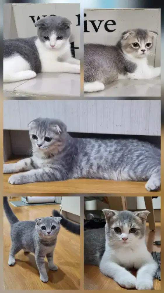 Open adopt kucing BSH British Short Hair Scottish Fold lucu imut