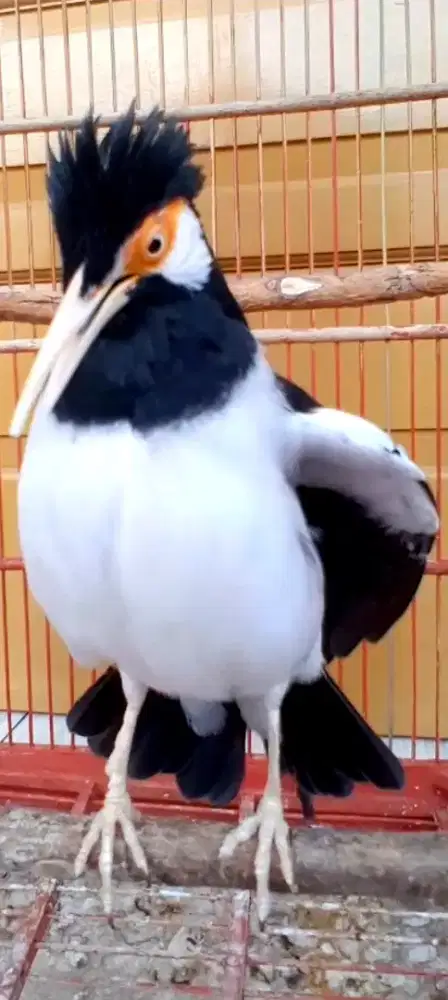 BURUNG SUREN JINAK GACOR NGARUDA ISIAN KUMPLIT