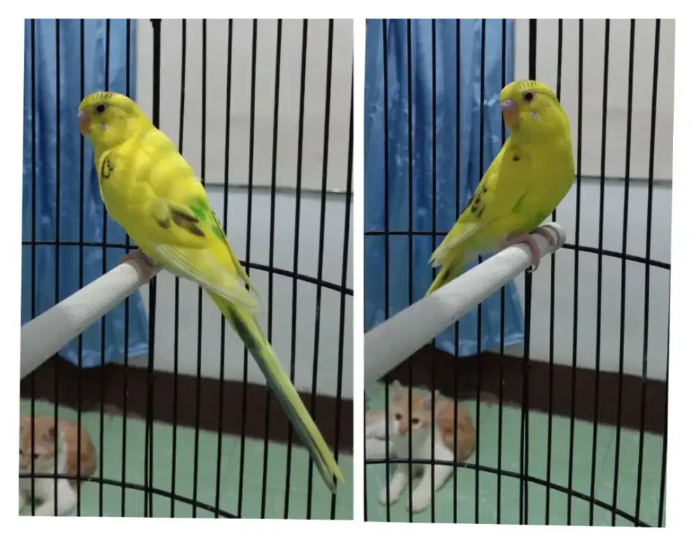 Parkit jantan dewasa