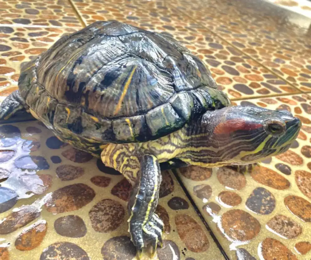 Kura kura Brazil ukuran 25cm