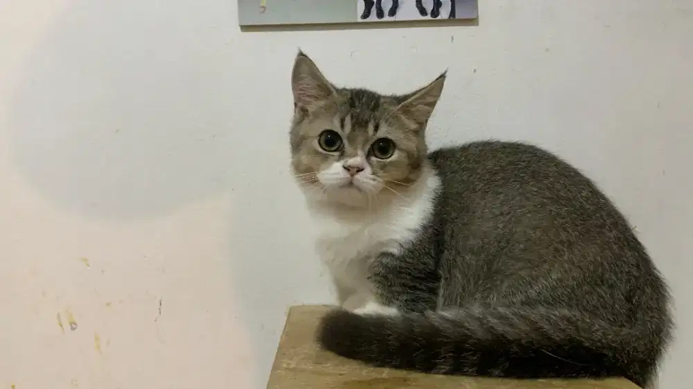 Kucing Munchkin Bsh