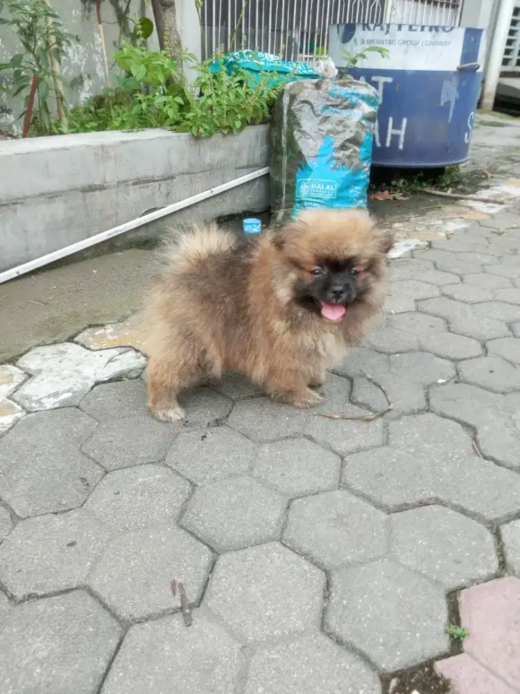 minipom betina 3bln