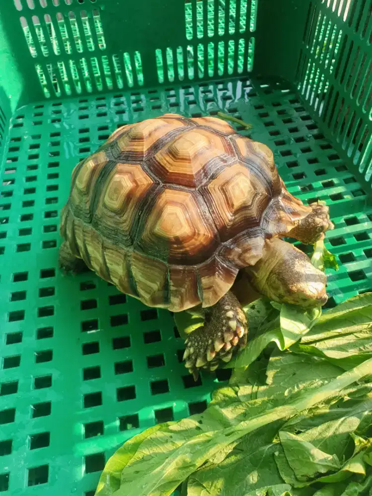 Sulcata cakep 22cm