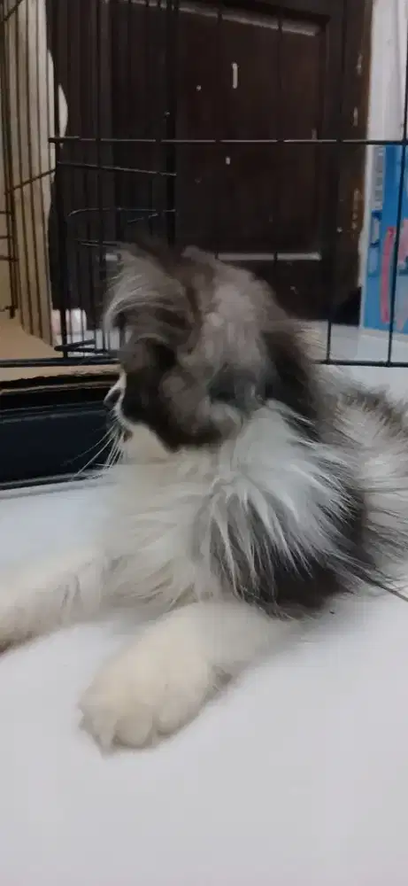 KUCING PERSIA JANTAN