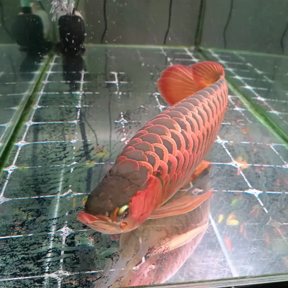 Ikan arwana sr kurlep 50 cm...minus kumis