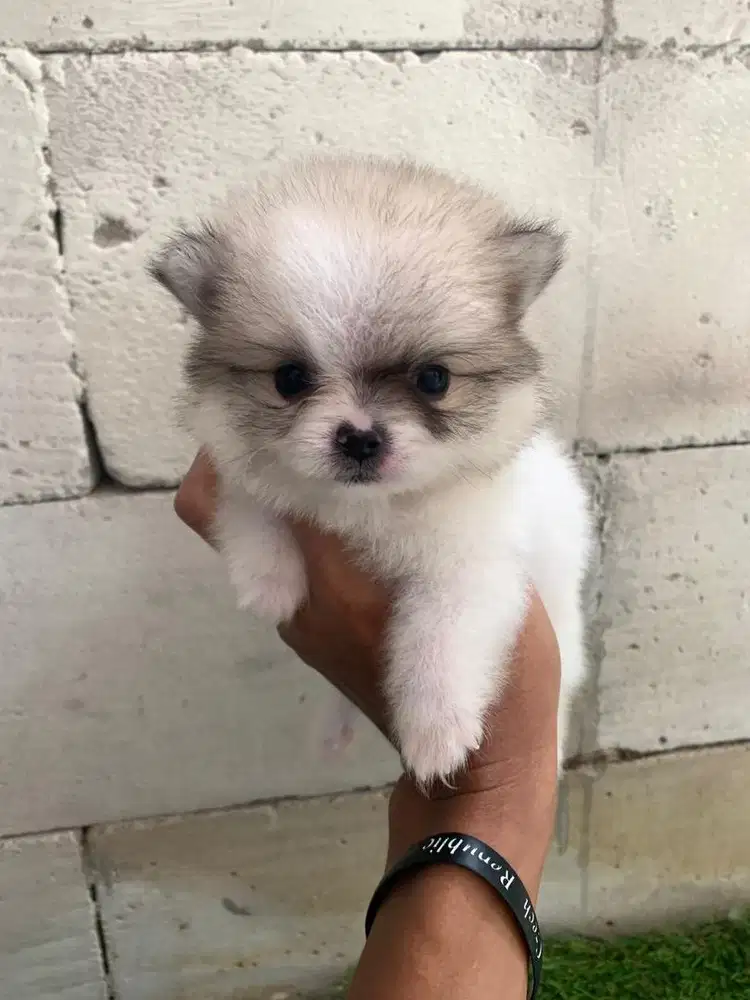 Supeminipom Male cute