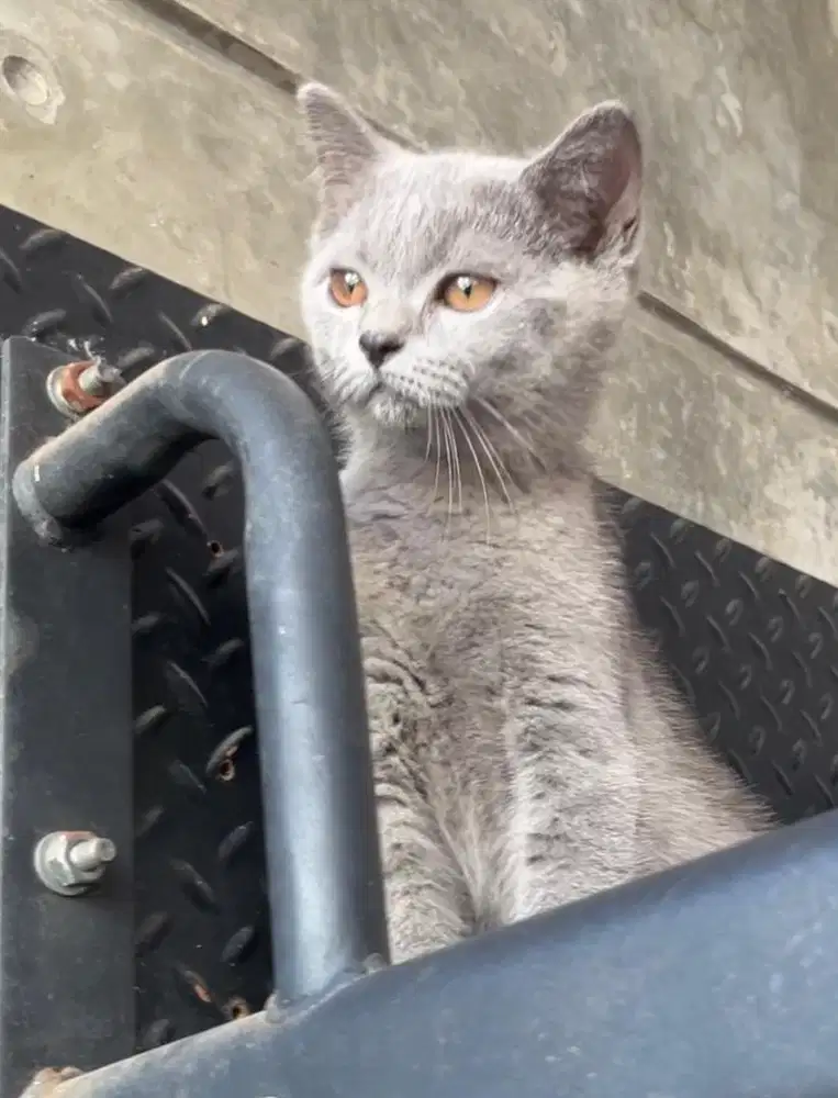 Kitten BSH (British Short Hair)  Non Ped