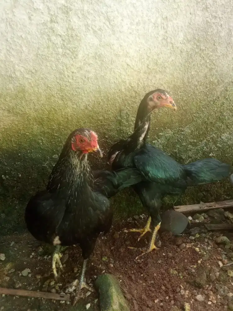 Sepasang ayam Bangkok sehat