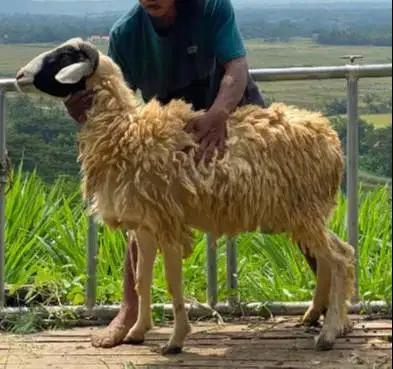 domba jantan 35kiloanUP timbang hidup siap hewan kurban 2026 jamin top