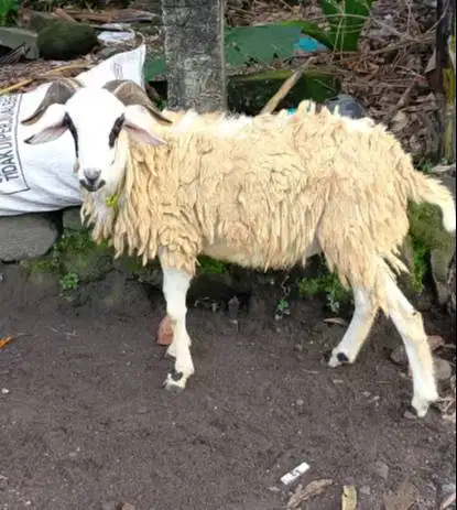 domba jantan 35kiloanUP timbang hidup siap hewan kurban 2026 jamin top