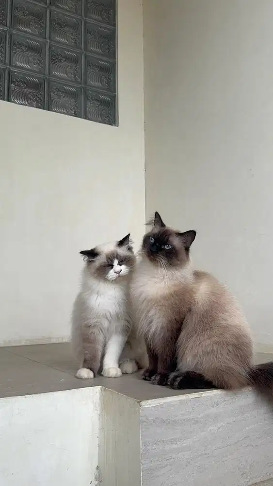 Ragdol, simetris, seal point