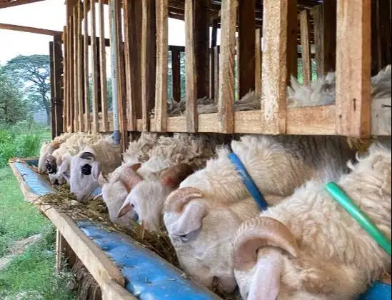 domba jantan 35kiloan timbang hidup layak hewan qurban terbaik 2026 ok