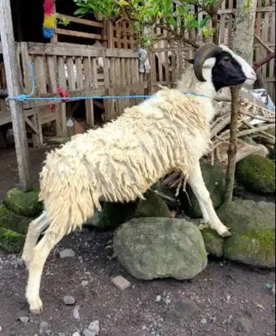 domba jantan 35kiloan timbang hidup layak hewan qurban terbaik 2026 ok