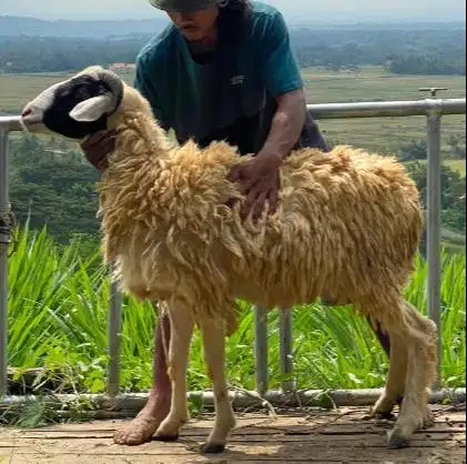 domba jantan 35kiloan timbang hidup layak hewan qurban terbaik 2026 ok