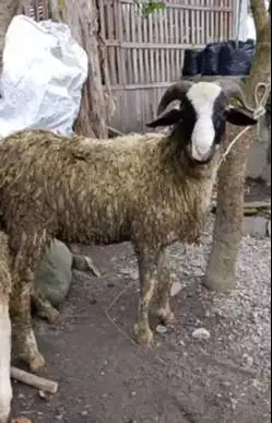 domba qurban 35kiloan jantanan timbang hidup siap hewan kurban 2026 ok