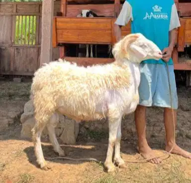domba qurban 35kiloan jantanan timbang hidup siap hewan kurban 2026 ok