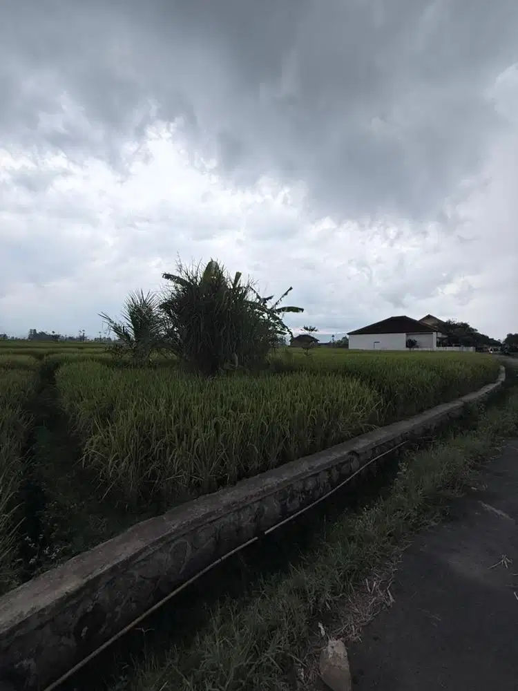 Dijual Tanah Persawahan