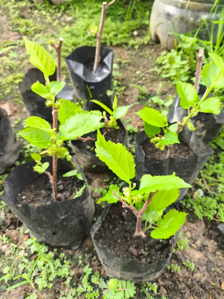 Bibit Tanaman Murbei Buah Besar Manis