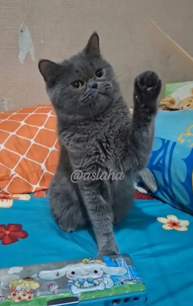 Kucing BSH betina  /kucing british short hair /kucing  British  betina