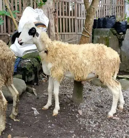 domba jantan 35kiloanUP timbang hidup siap hewan qurban terbaik 2026