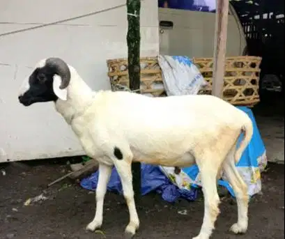 domba jantan 35kiloanUP timbang hidup siap hewan qurban terbaik 2026