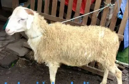 domba jantan 35kiloanUP timbang hidup siap hewan qurban terbaik 2026