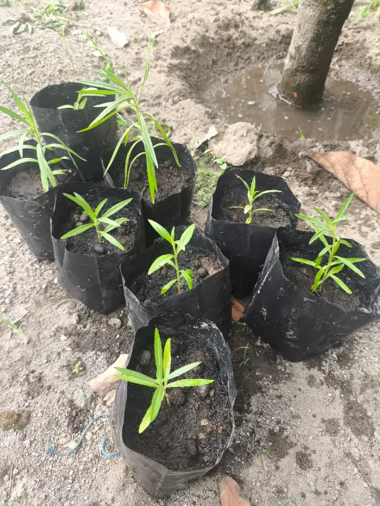 Bibit Tanaman Lavender Bunga Ungu Wangi Anti Nyamuk