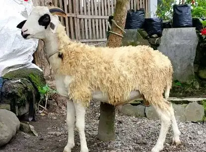 domba jantan 35kiloanUP timbang hidup siap hewan qurban 2026 jamin top
