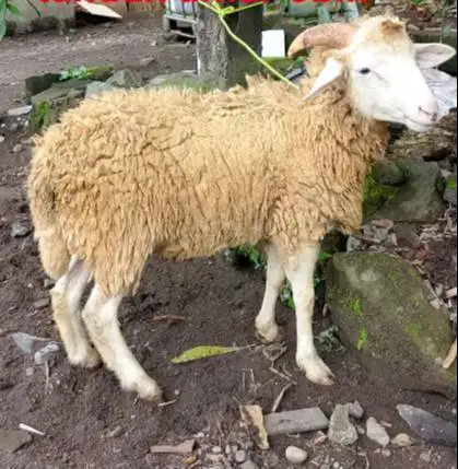 domba jantan 35kiloanUP timbang hidup siap hewan qurban 2026 jamin top
