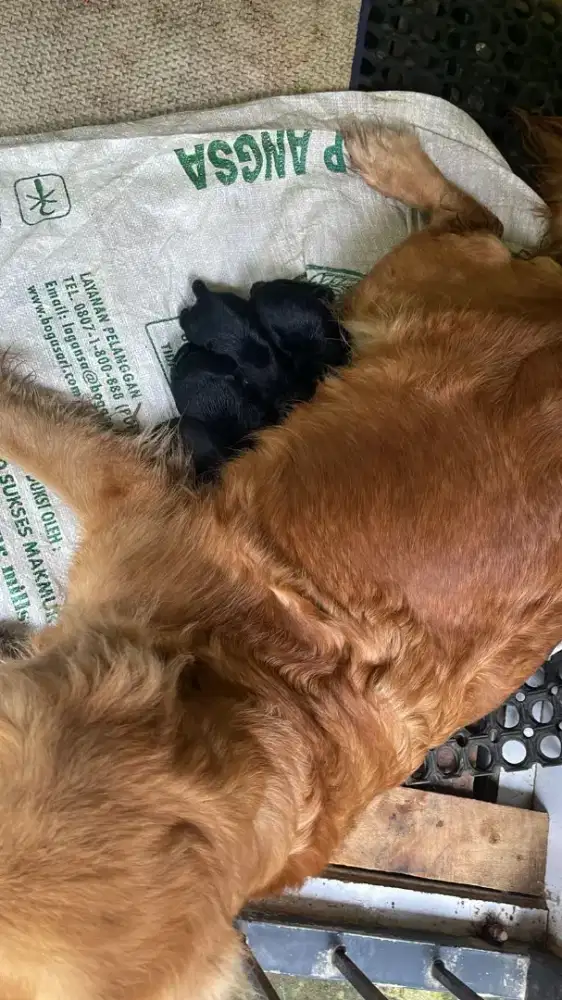 Anjing mix golden retriever