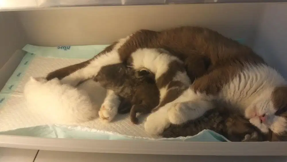 BSH Cinnamon Bicolor Female Import