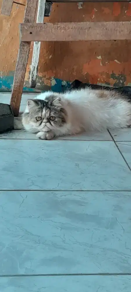 Kucing persia sehat