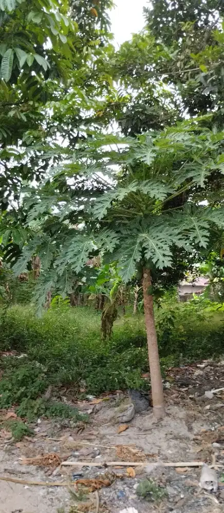 Di butuh cepat tanah di jual