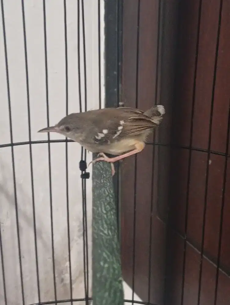 Jual pernjak putih paud