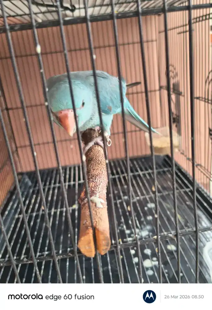 Indian ringneck warna blue
