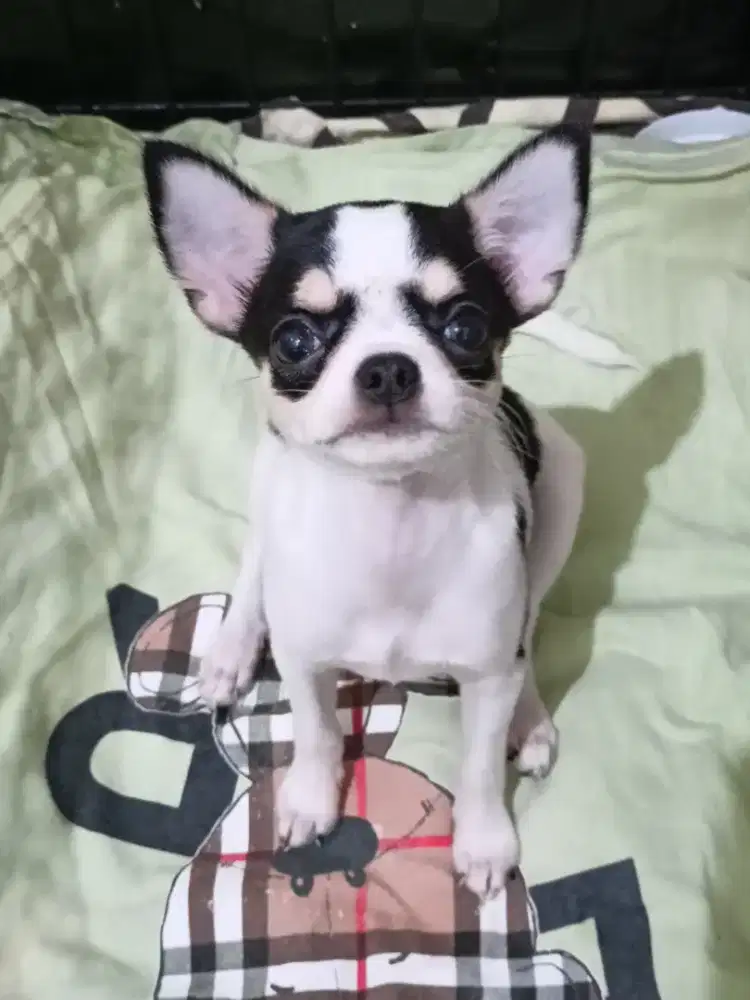 Jual Chihuahua Betina