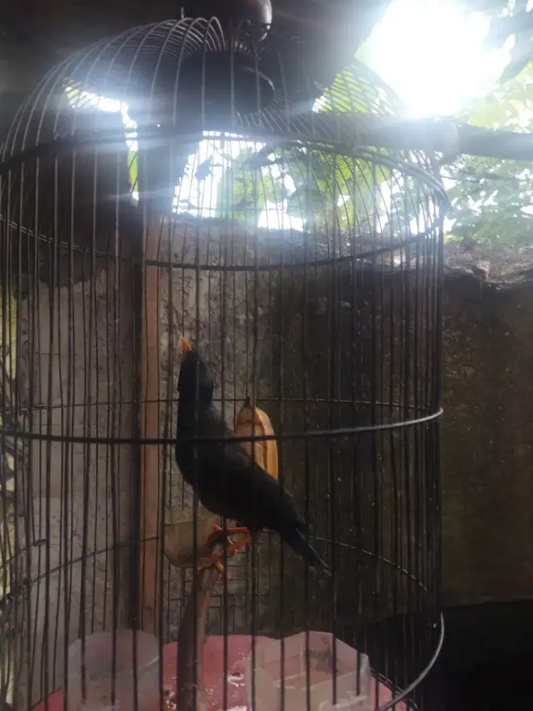 JUAL JALAK KEBO SEPASANG