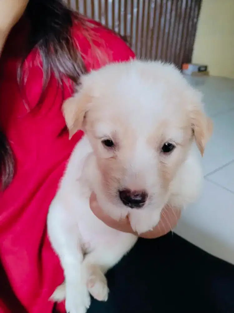 Golden puppy 1 bulan
