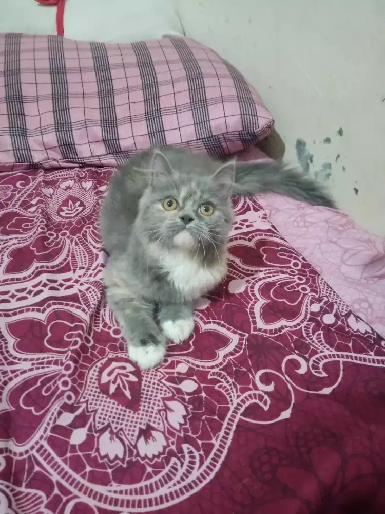 KITTEN PERSIA BETINA