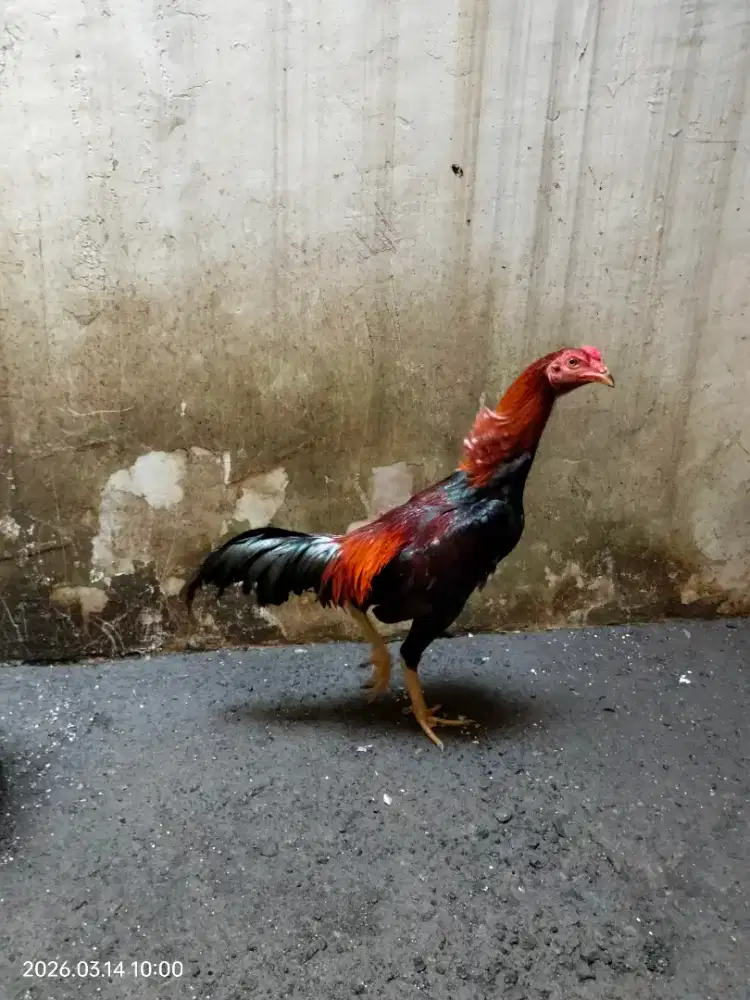 ayam bangkok jantan